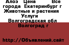 Алоэ › Цена ­ 150 - Все города, Екатеринбург г. Животные и растения » Услуги   . Волгоградская обл.,Волгоград г.